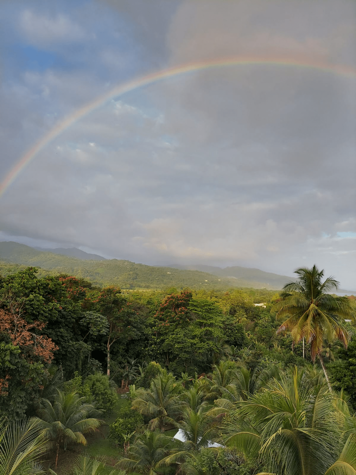 rainforest treetops with rainbow in the sky