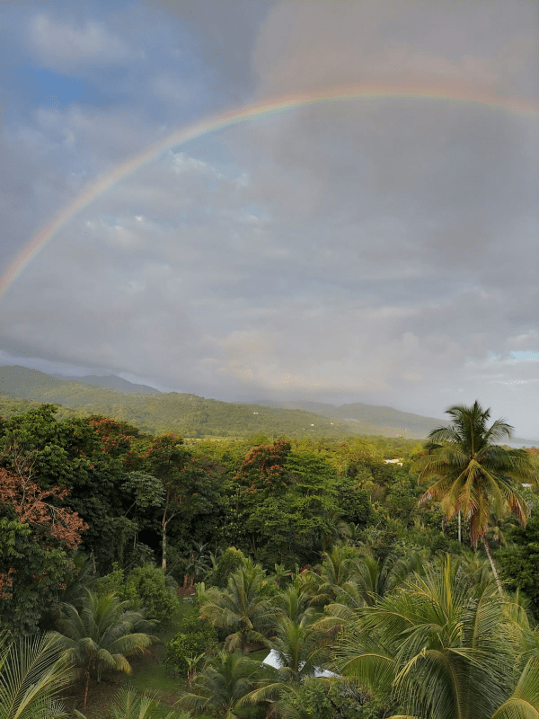 rainforest treetops with rainbow in the sky