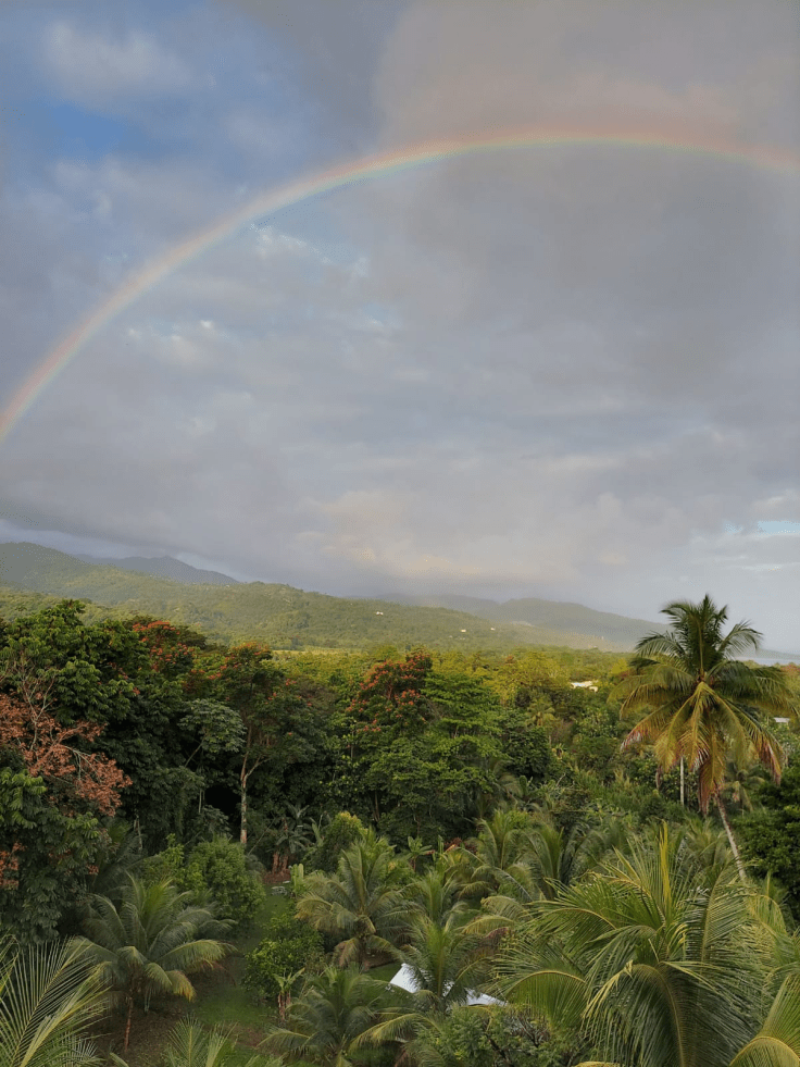rainforest treetops with rainbow in the sky
