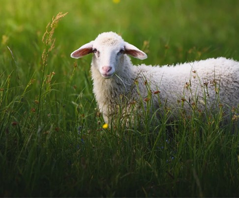 a sheep standing in a meadow, looking towards the viewer